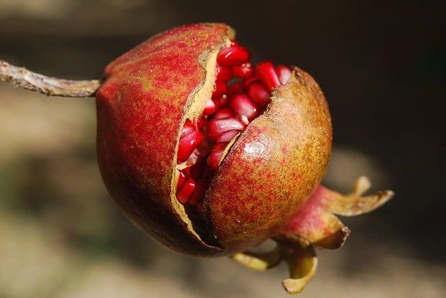 Pomegranates