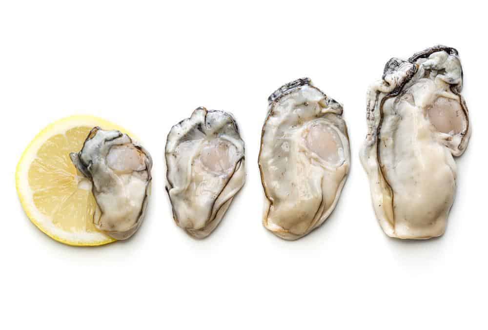 Oysters